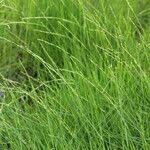 Image result for Acroceras