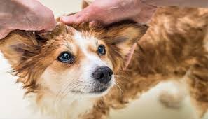 Check your pet regularly to spot any of these symptoms and take note as and when your dog has a reaction. Skin Coat Care Primadog