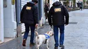 L'arrivée d'un chien guide d'aveugle dans notre famille. Douze Mois Dans Les Pattes D Only Apprenti Chien Guide D Aveugle