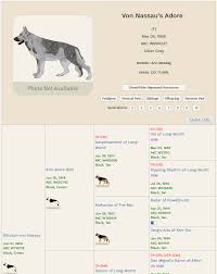 Black And Silver German Shepherd Puppies For Sale In Nc Von Nassau S Adore F Mar 05 1958 Akc W994237 Silver Grey Breeder Ann Mesdag With Images German Shepherd Dogs German Shepherd Shepherd Dog