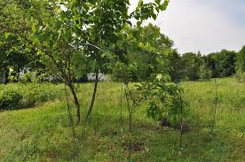 Planting, care, pruning, here is advice on how to grow it for either shade or fruit. Mulberries And The Winner Is