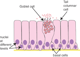 Including cellular development, gene expression, signaling and related stem cells. Epithelia The Histology Guide
