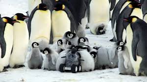 What happens if i choose to wait for him? Watch The Robotic Baby Penguin That Spies For Scientists All Tech Considered Npr