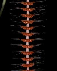 Image result for Centrostigma