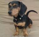 Beagle Dachshund Mix | Vet Reviews | 3 Reasons To Avoid ...