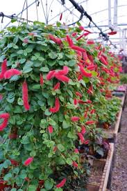 Image result for Acalypha paucifolia
