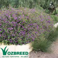 Image result for Hardenbergia