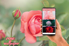 Use happymod to download mod apk with 3x speed. A Rose Wallpaper For Android Apk Download