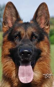 Black And Red German Shepherd Puppies For Sale In Nj Vom Lebenstraum German Shepherds Lake Village Indiana 46349 In 2020 Black German Shepherd German Shepherd Breeders Lake Village