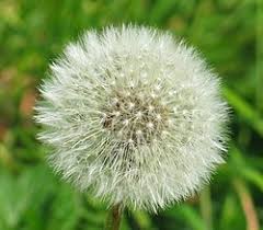 Image result for Taraxacum