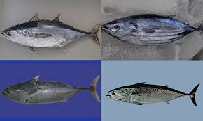 Rebus ikan aya hitam bersama beberapa asam keping dan juga garam. Ikan Ikan Tongkol Di Perairan Kita Umpan