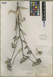 Image result for Vernonia ischnophylla