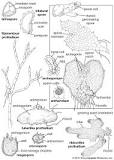 Image result for how do abiotic factors such as wind or water influence pollination behavior course hero