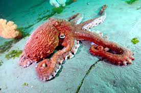 We did not find results for: Giant Pacific Octopus Facts Habitat Diet Life Cycle Baby Pictures