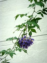 Image result for Solanum seaforthianum