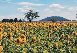 We did not find results for: Pick Your Own Sunflowers