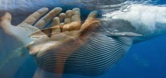 Sekian pembahasan diatas semoga dapat. Doa Nabi Yunus Agar Terhindar Dari Musibah Dalam Hidup