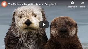 The Fantastic Fur Of Sea Otters The Daily Otter Sea Otter Otters Otters Cute