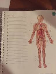 Bodytomy provides a labeled celiac artery diagram to help you understand the location, anatomy, and function of this artery. Identify The Labeled Arteries In The Figure Chegg Com