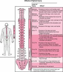 Spinal Cord Injury Quick Reference Of Nerve Innervations