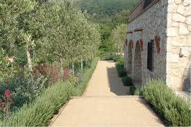 Mediterranean Avenue Of Olive Trees Under Planted With Lavender And Rosemary Garden Design French Garden Low Maintenance Garden