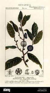 Image result for Napoleonaea