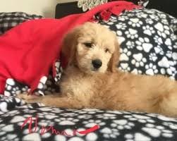 Many breeds of puppies for sale in georgia , some are sold cheap. Goldendoodle Puppy For Sale Near 30540 East Ellijay Ga Usa Goldendoodle Puppies For Sale Goldendoodle Puppy