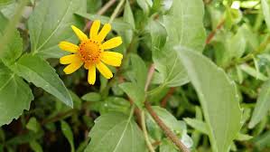 Image result for Aeollanthus repens