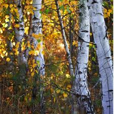 Check spelling or type a new query. White Birch Tree For Sale Paper Birch Tree For Sale Chief River Nursery