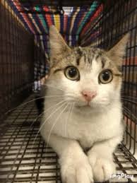 95111, 95112, 95116, 95122, 95127. San Antonio Feral Cat Coalition