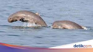 Mereka memiliki rasa ingin tahu yang tinggi, mempunyai ikatan yang kuat dalam kelompok mereka. Tentang Pesut Mahakam Lumba Lumba Air Tawar Yang Nyaris Punah