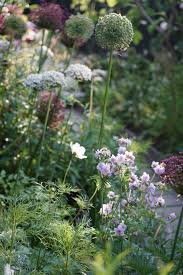 Allium Varieties Include A Nigrum Mount Everest And A Atropurpureum In 2020 English Garden Design Flower Garden English Garden