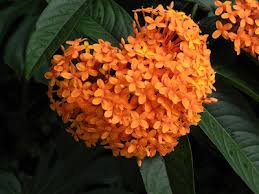 Image result for Ixora fastigiata