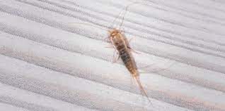 If you want to know how to get rid of spider mites. How To Get Rid Of Silverfish In Your House Tips To Kill Silverfish