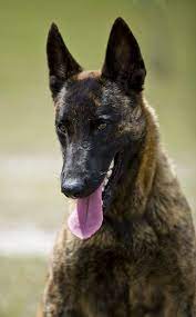 Moss K9 Dutch Shepherd Puppies For Sale Breeder Malinois Puppies For Sale Dutch Shepherd Dog Malinois Dog