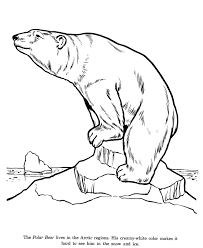 Polar Bear Drawing And Coloring Page Animal Coloring Pages Polar Bear Drawing Polar Bear Coloring Page