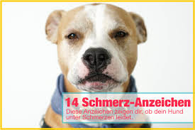 Oft kann der hund im alter nicht mehr so, wie er gerne möchte. Schmerzen Beim Hund Richtig Erkennen 14 Schmerz Anzeichen