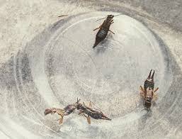 Das verteibt die tierchen in alle windrichtungen. Ingeburg Peters Was Tun Bei Ohrenkneifern
