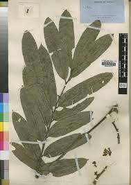 Image result for Ekebergia benguelensis