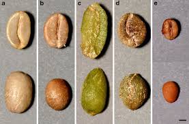 Image result for Coffea salvatrix