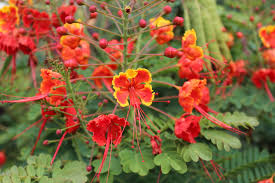 Image result for Caesalpinia cassioides