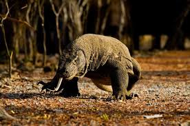 Varan Komodsky Con Imagenes Komodo Animales Hermosos Animales
