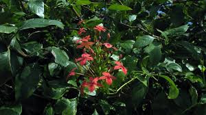 Image result for Ruspolia australis