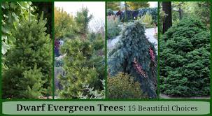 The fruit can be great for eating and. Dwarf Evergreen Trees 15 Exceptional Choices For The Yard And Garden