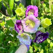 Image result for Gouania scandens