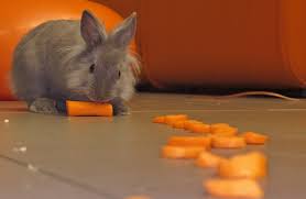 L Alimentation Du Lapin Nain Legumes Fruits Et Herbes Lapinous Fr Site D Informations Sur Le Lapin Nain