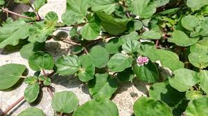 Image result for Boerhavia diffusa