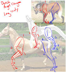 License image the bones of the leg are the femur, tibia, fibula and patella. Dad Leg Anatomy Study By Firestoem Fur Affinity Dot Net