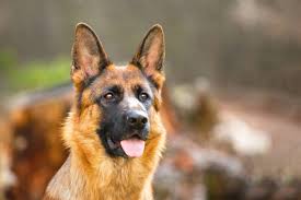Non c'è molto accordo sull'etimologia di corso, ma il maggiore consenso è attribuito alla derivazione latina da cǒhors, nell'accezione di recinto, cortile. Le 5 Razze Di Cane Piu Popolari Richieste E Vendute In Italia Cani E Gatti