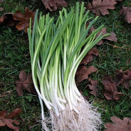 Green Onion, White Spear (Organic) - Adaptive Seeds